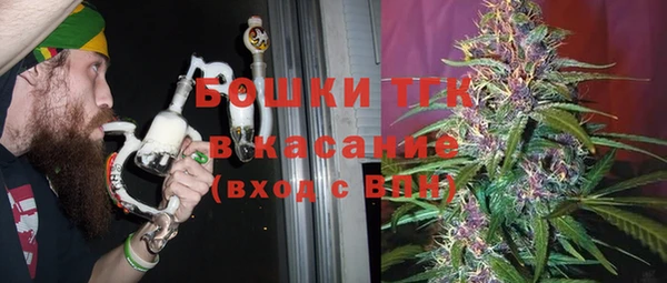 индика Ельня